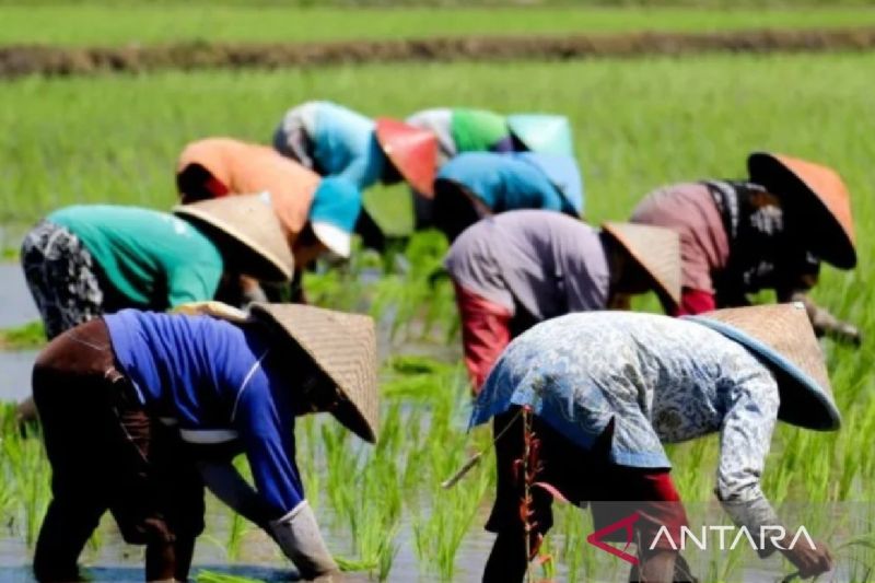 Kementan dorong Situbondo perluas lahan pertanian jadi 65 ribu hektare 