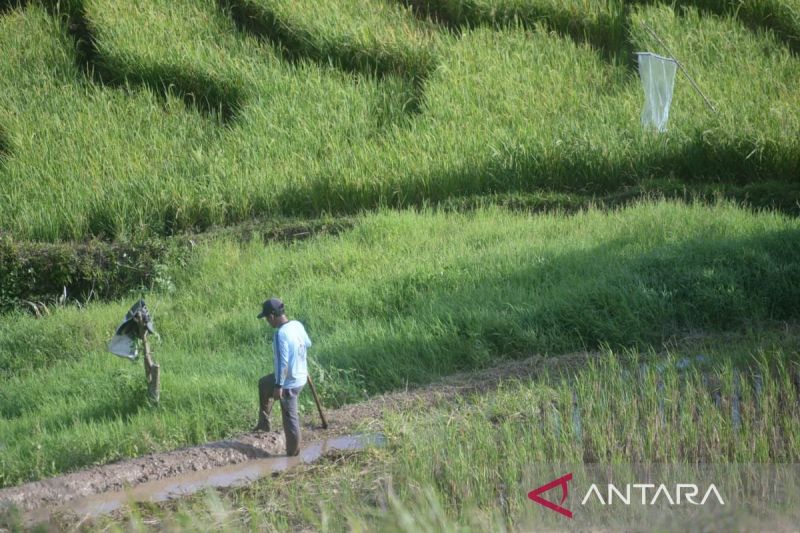 Pemkab Tapsel perkuat infrastruktur tingkatkan produktivitas pangan