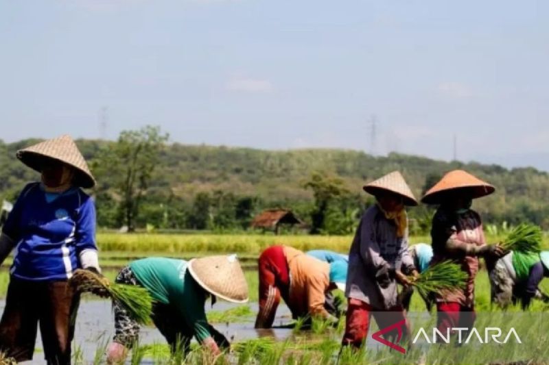 Gapoktan Situbondo siapkan syarat jadi penyalur pupuk subsidi