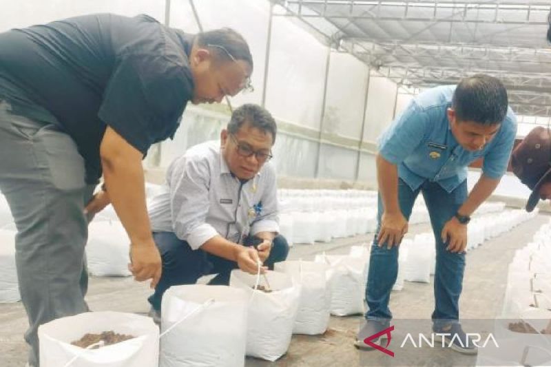 Pemkab Taput lakukan pengembangan tanam buah metode smart green house 