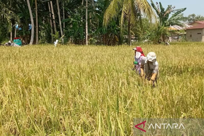 Bulog Sumut serap 5.000 ton gabah petani hingga pekan kedua Februari