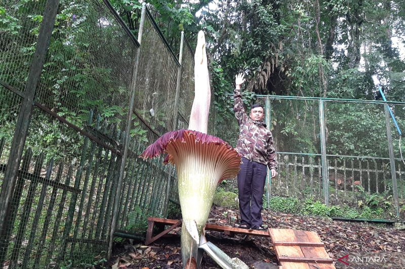 Bunga bangkai Kebun Raya Cibodas kembali mekar di awal 2025