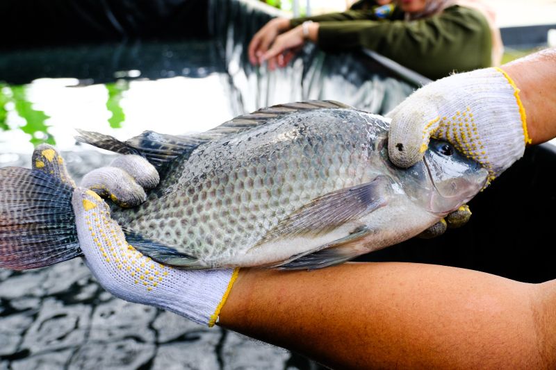 KKP memanfaatkan air kelapa tingkatkan produktivitas budi daya nila