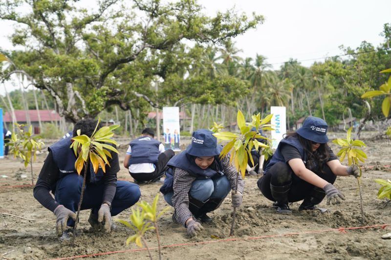 PNM bersama relawan bakti BUMN tanam 1.000 pohon mangrove di Sulteng 