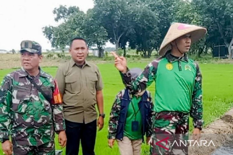 TNI kawal HPP gabah kering panen Rp6.500/kg di Situbondo