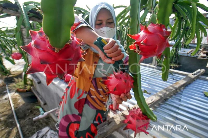 10-manfaat-smoothies-buah-naga-dan-pisang-untuk-energi-optimal-tubuh
