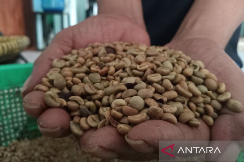 Pemkab Kuningan catat produksi kopi 2024 capai 775,8 ton