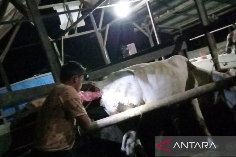 Penajam lakukan kawin suntik 1.350  ekor sapi indukan produktif 