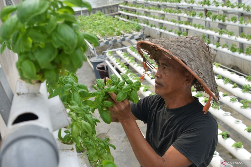 urban-farming-solusi-berkelanjutan-untuk-ketahanan-pangan-perkotaan