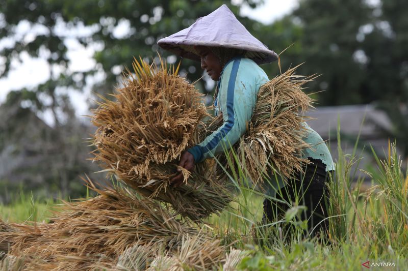 panen-raya-pemberi-berkah-dan-pembawa-kesejahteraan-petani