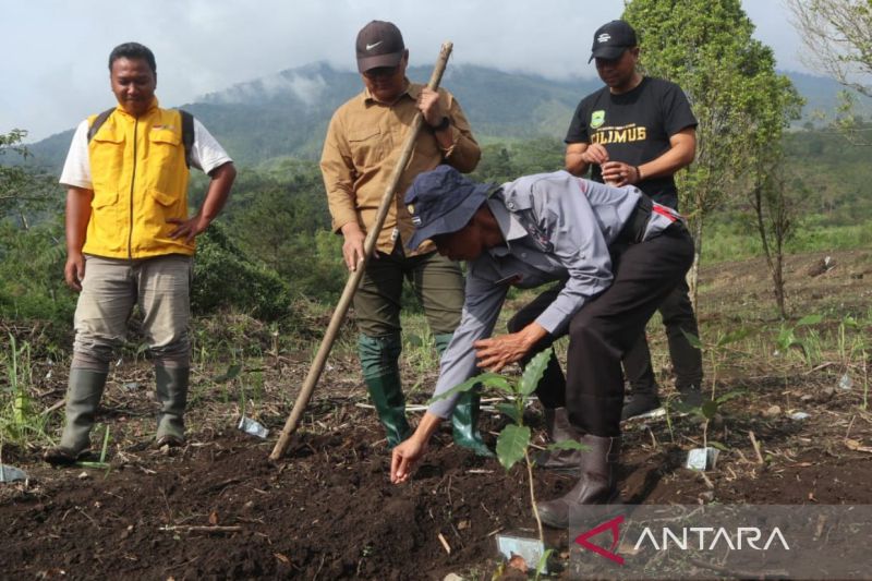 pemkab-kuningan-perluas-program-tumpang-sari-kopi-padi-di-lahan-kering