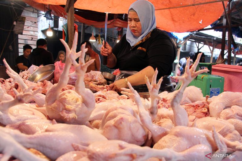 dampak-bahaya-di-balik-daging-ayam-mentah-yang-ancam-kesehatan