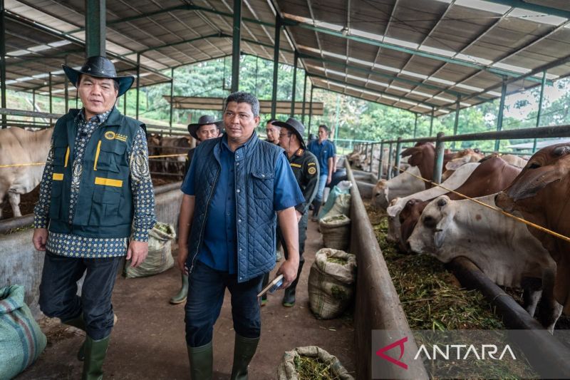 Jelang Ramadhan, Barantin pastikan sapi Australia di RI bebas penyakit