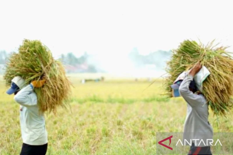 DPRD Karawang minta Bulog serap gabah langsung dari petani