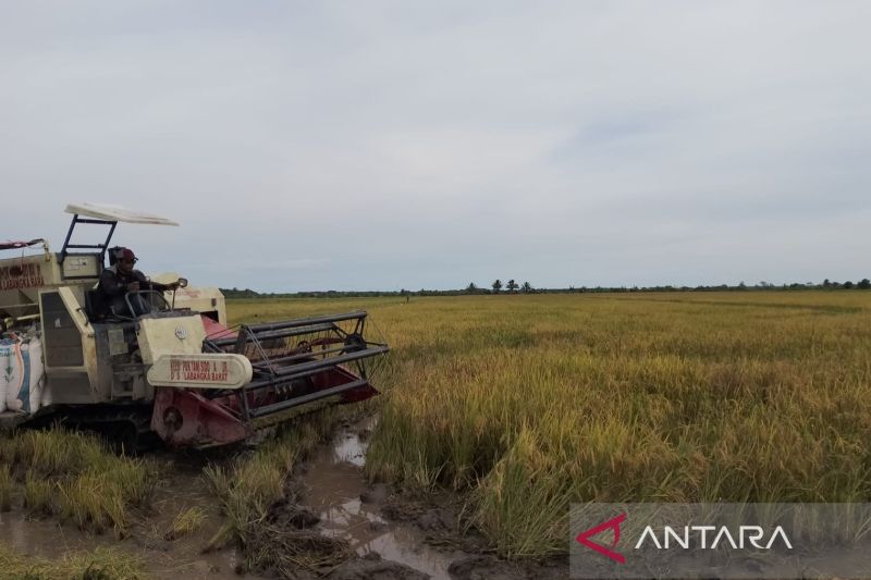 kementan-minta-penajam-optimalkan-rawa-jadi-sawah-tunjang-pangan-ikn