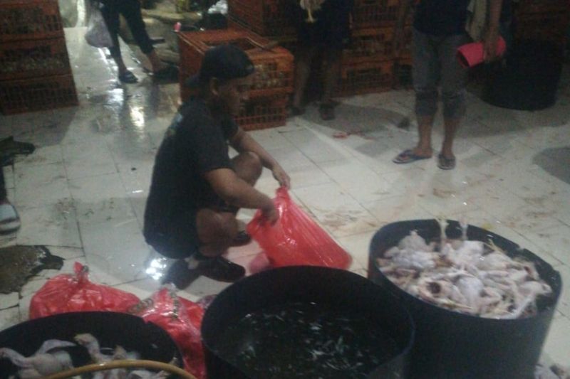 polisi-tangkap-pembuat-ayam-gelonggongan-di-jakarta-selatan