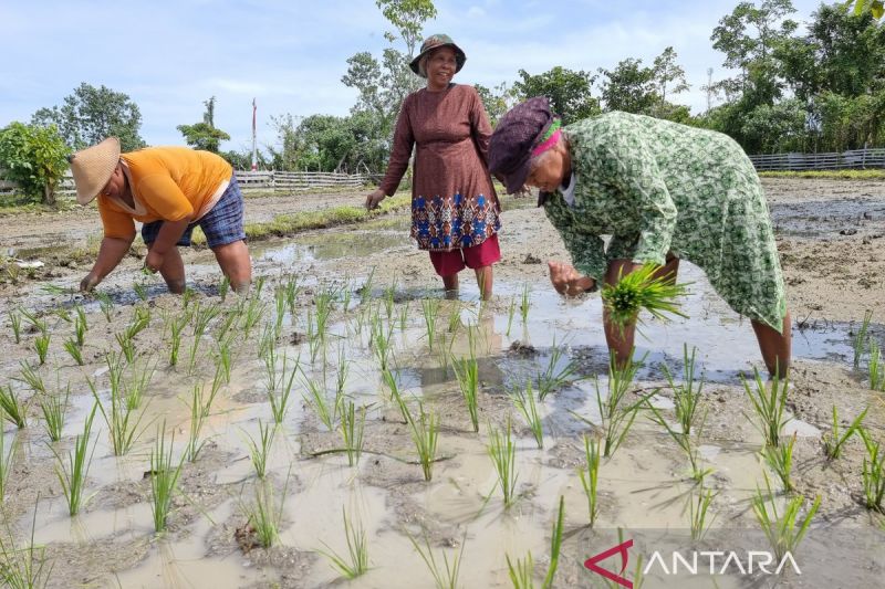 tantangan-mencetak-sejuta-hektare-sawah-di-papua