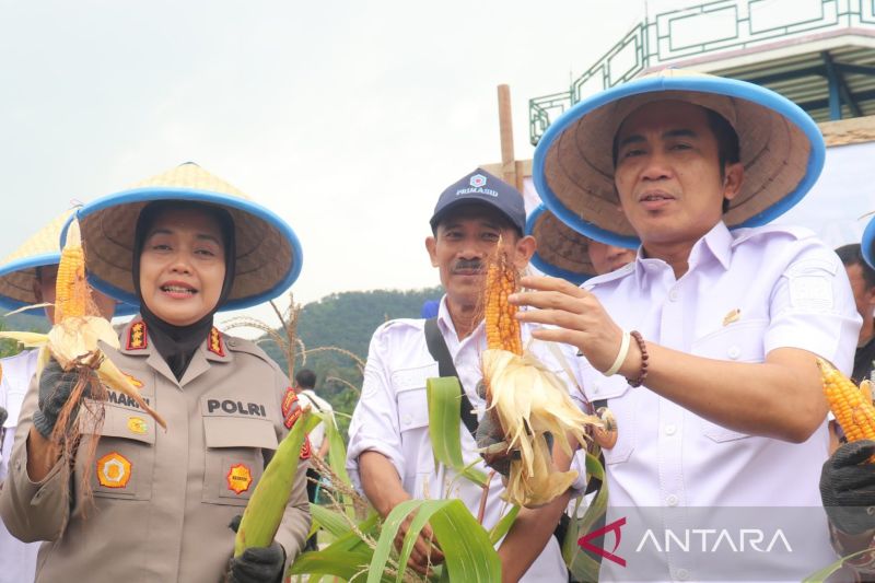 Pemkab Cirebon dorong peningkatan produktivitas jagung