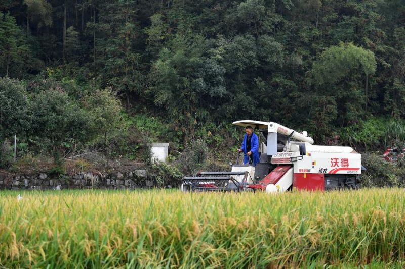 China bidik perluasan area budi daya padi ratun hingga 2030