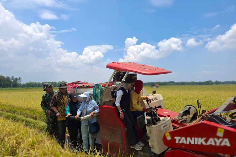 Bulog serap 100 ton beras petani Cikeusik Pandeglang