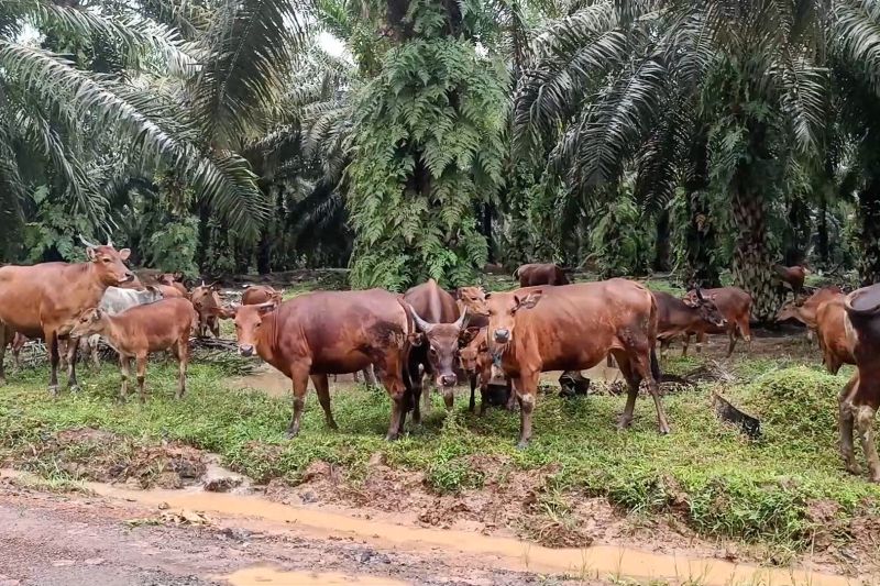 Wujudkan swasembada daging 2029, Kalsel tingkatkan populasi sapi 