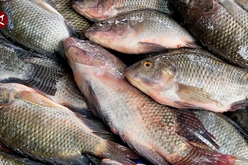 Hasil tangkapan menurun, Aceh Tengah pasok ikan dari luar daerah 