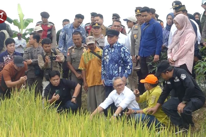 Menko Pangan kunjungi Kalsel pastikan gabah petani dibeli sesuai HPP 