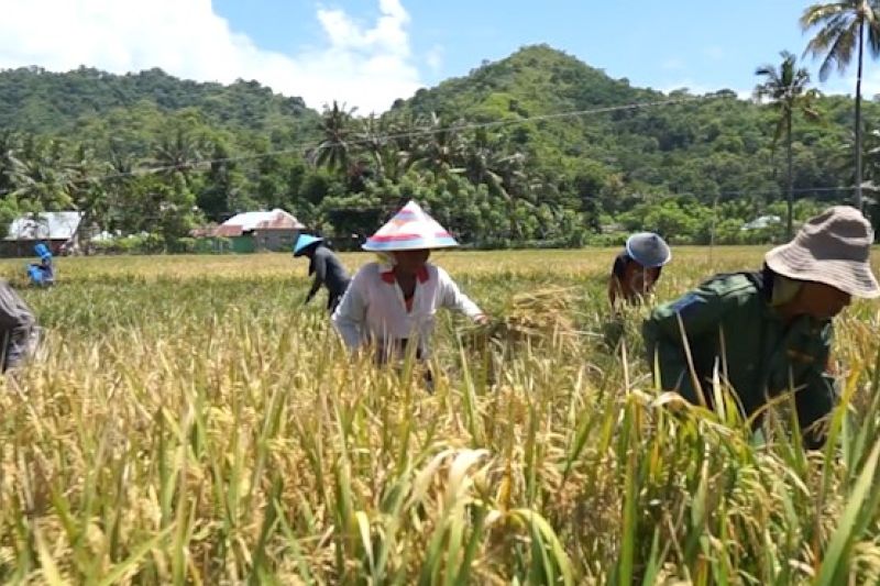 Sektor pertanian sumbang 37,29 persen perekonomian Gorontalo di 2024 