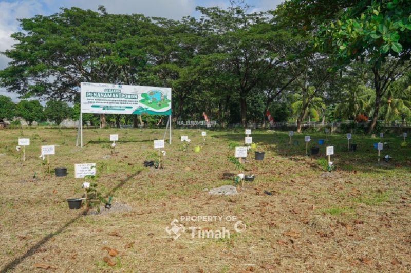 pt-timah-pln-dan-meti-tanam-1500-pohon-angsana-di-sungailiat