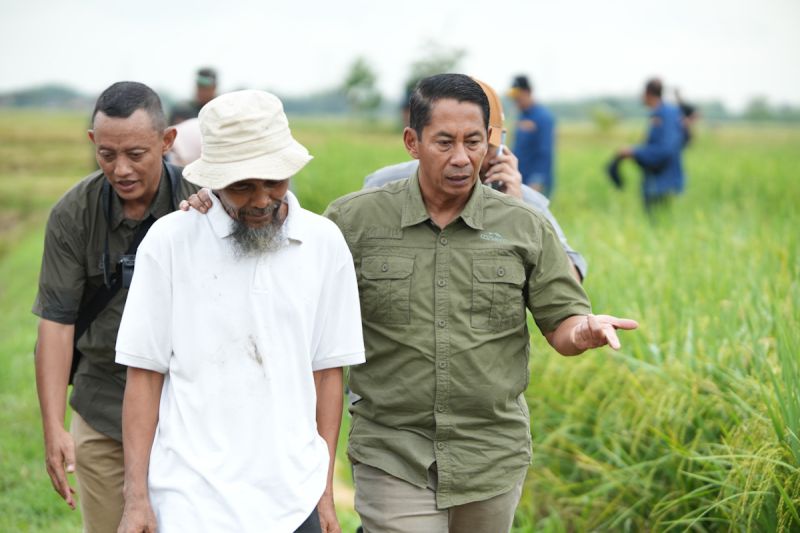 Bulog optimalkan serap gabah petani meski di bulan Ramadhan