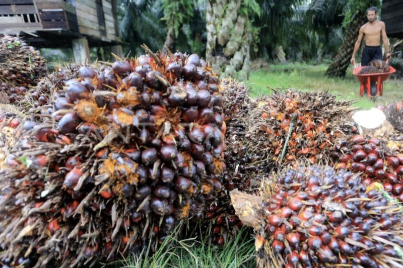 gapki-penurunan-dbh-kalteng-berimbas-pada-pertanian-sawit