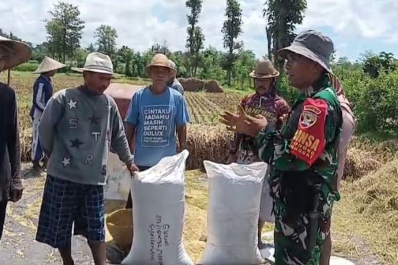 tni-kawal-pembelian-gabah-petani-di-lombok-tengah