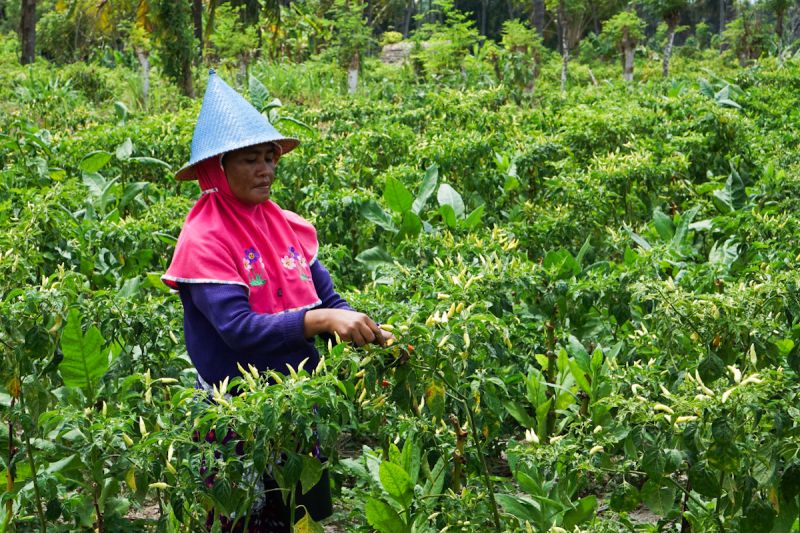 sempat-rp200000kg-kementan-pasokan-cabai-di-ntb-kembali-normal