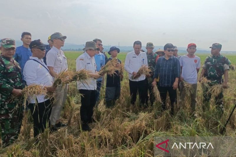 Bulog Tegal siap serap 99.170 ton setara beras petani pada 2025