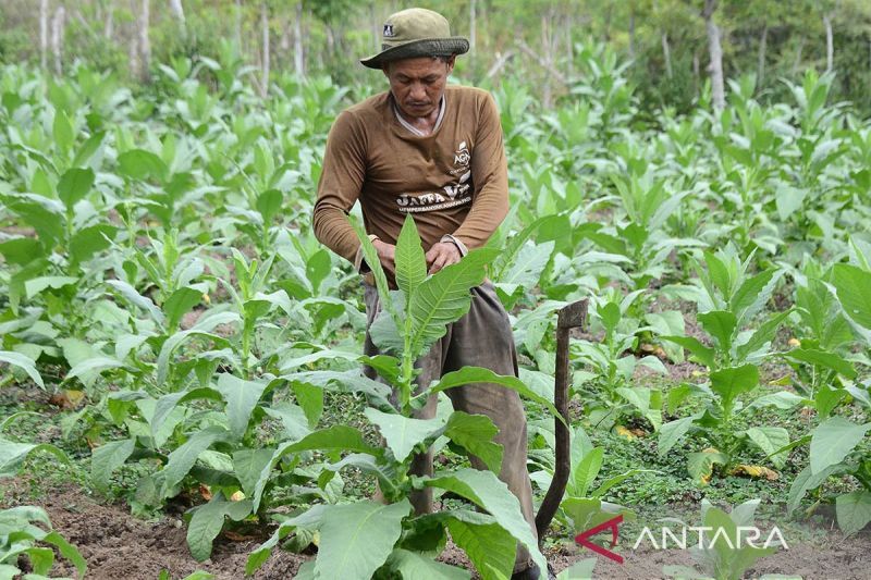 MPKI harapkan kepala daerah lindungi ekosistem pertembakauan nasional