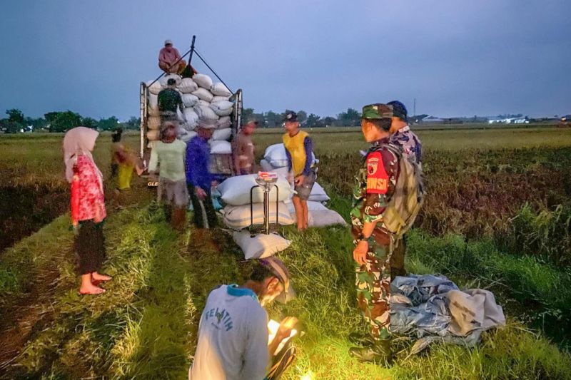 Bulog serap gabah hingga 300 ribu ton menjelang panen raya 