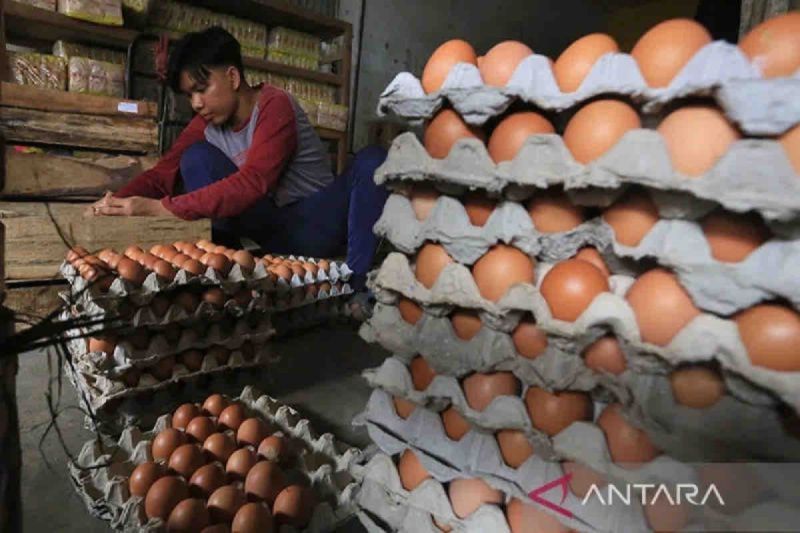 Hindari salmonella, ini cara menyimpan dan memasak telur dengan aman