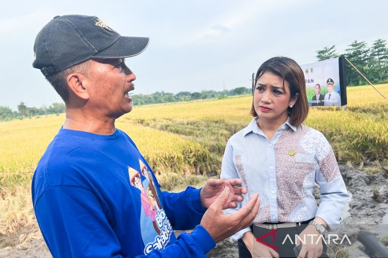 KSP: Presiden sejahterakan petani lewat HPP gabah Rp6.500/kg