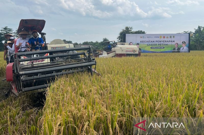 bapanas-ajak-pemda-turut-pantau-kualitas-gabah-yang-diserap-bulog