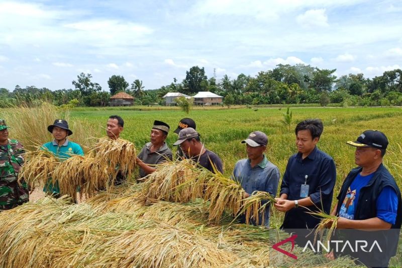 Bulog OKU Sumsel gencarkan serapan gabah petani selama Ramadhan