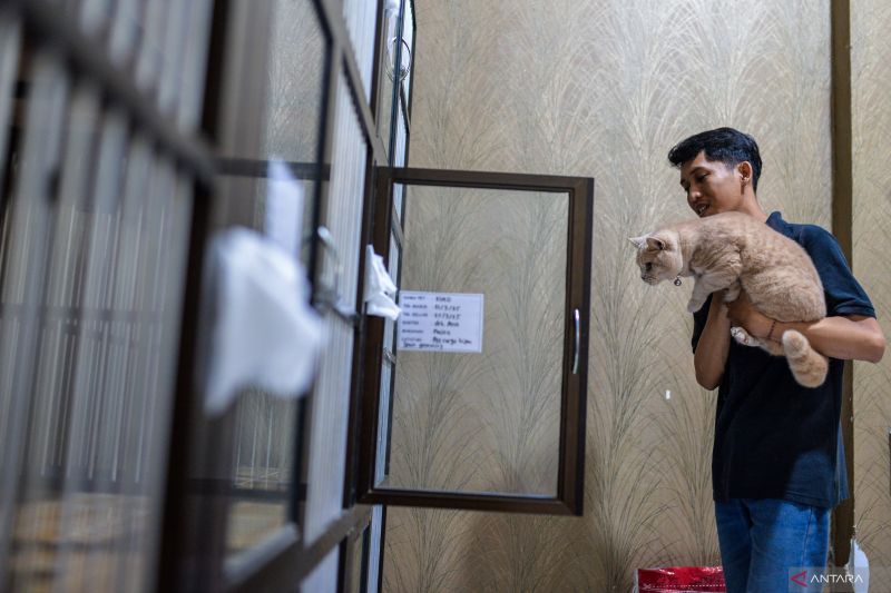 cara-melatih-kucing-buang-air-di-kotak-pasir-sejak-dini
