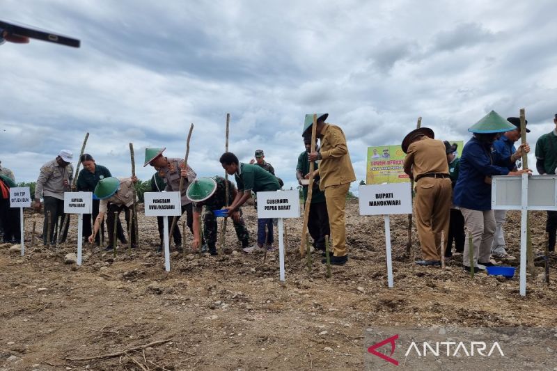 Papua Barat dapat alokasi program padi lahan kering 1.505 hektare