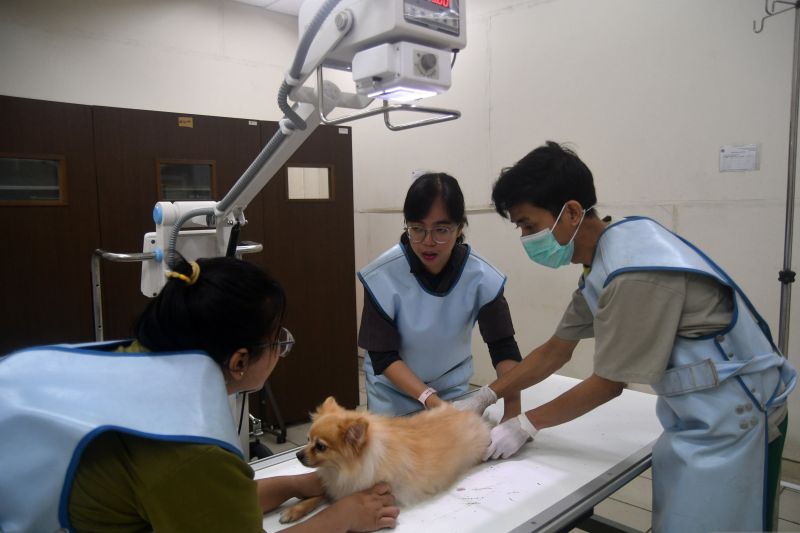 studi-hewan-masa-kini-alami-penyakit-kronis-seperti-manusia