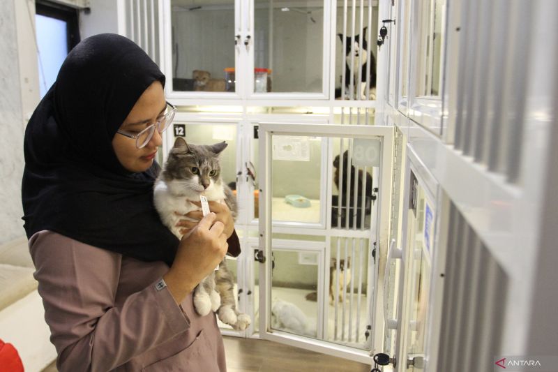 8-tips-efektif-hilangkan-bau-pesing-kucing-di-rumah
