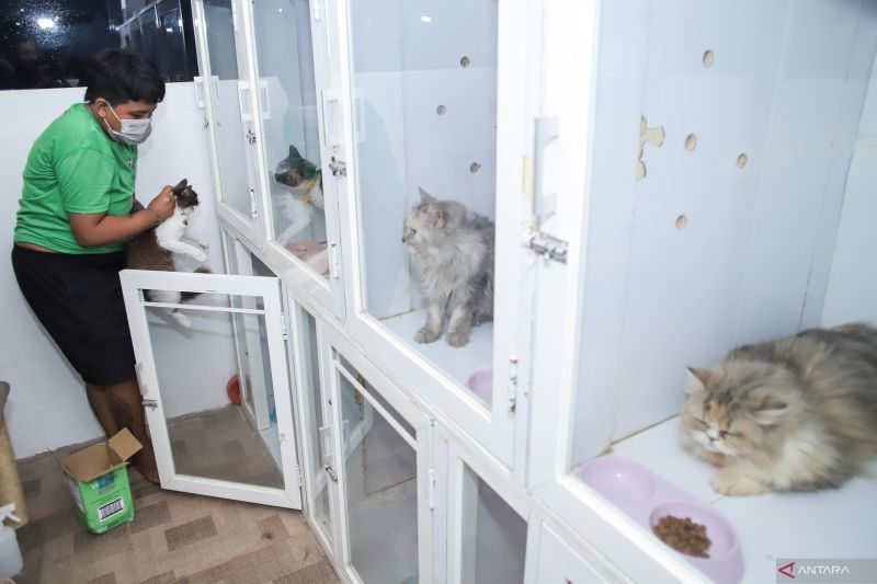 mengenal-makna-komunikasi-kucing-lewat-suara-gerakan-ekor-dan-tubuh