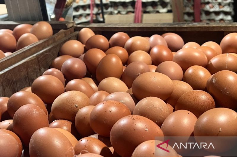 Produksi surplus, Indonesia siap ekspor 1,6 juta butir telur ke AS