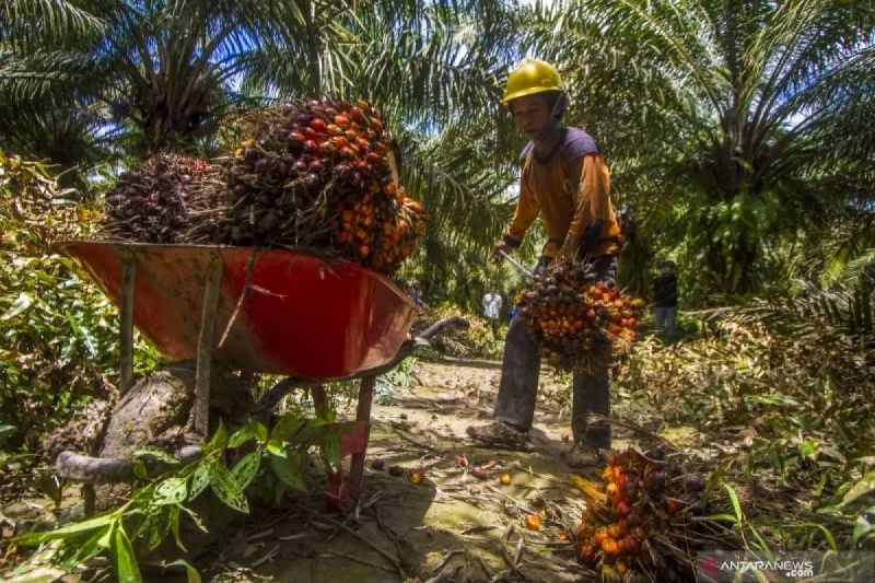 LPEM UI: Penataan sawit yang baik perlu untuk jaga citra di mata dunia