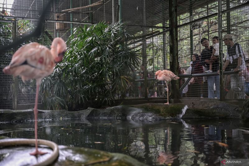 Ragunan prediksi 100.000 pengunjung pada libur Kenaikan Yesus Kristus