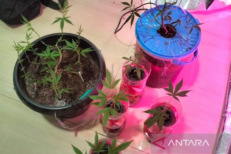 ini-pemanfaatan-ganja-untuk-kebutuhan-medis