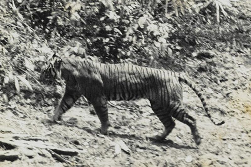 Peneliti: Harimau Jawa tidak mungkin masih ada dengan kondisi saat ini